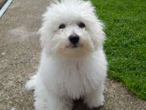 My Poochon Maisie - deanysdesigns.co.uk