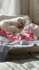 Minnie and Maisie- deanysdesigns.co.uk