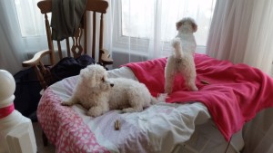 Minnie and Maisie- deanysdesigns.co.uk